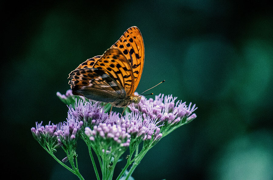 Butterfly in Garden