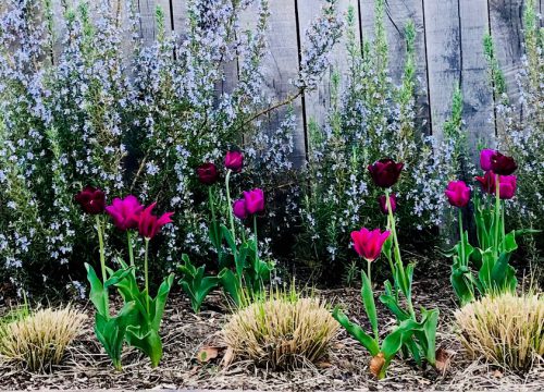 Garden Planting - Purple flowers
